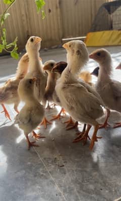 aseel chicks available