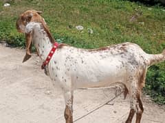 makhi cheeni / beetal / bakri / Gaban Goats / Goat for sale