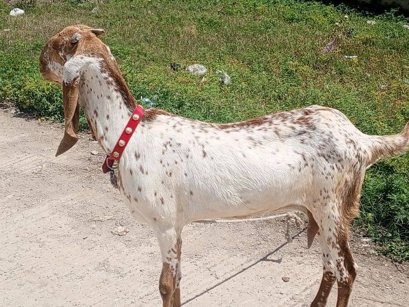 makhi cheeni / beetal / bakri / Gaban Goats / Goat for sale 0