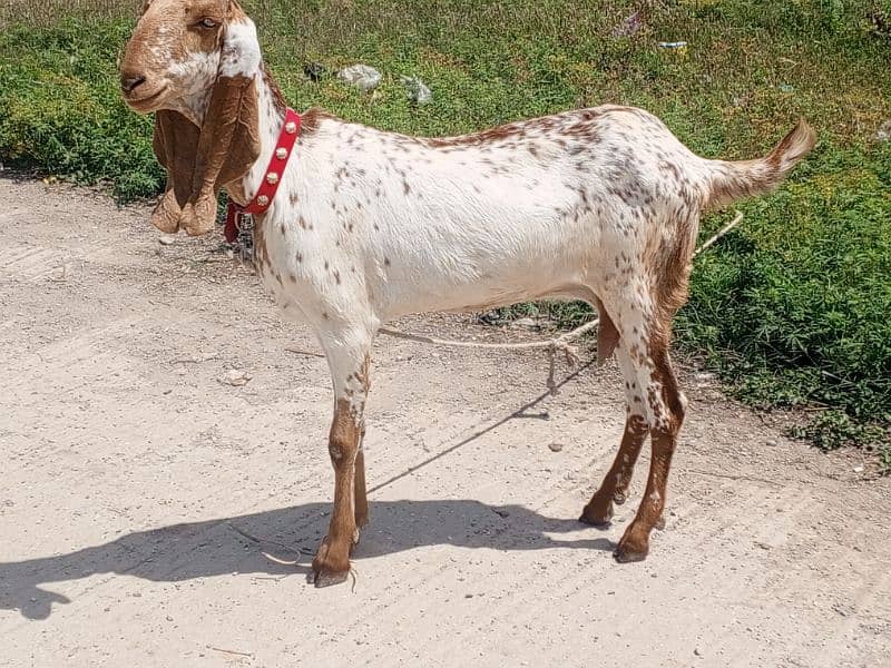 makhi cheeni / beetal / bakri / Gaban Goats / Goat for sale 1