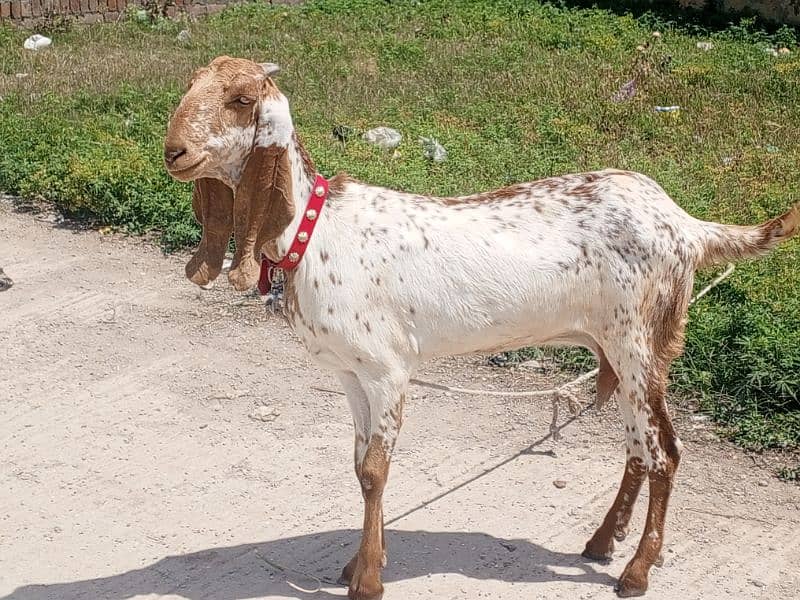 makhi cheeni / beetal / bakri / Gaban Goats / Goat for sale 3