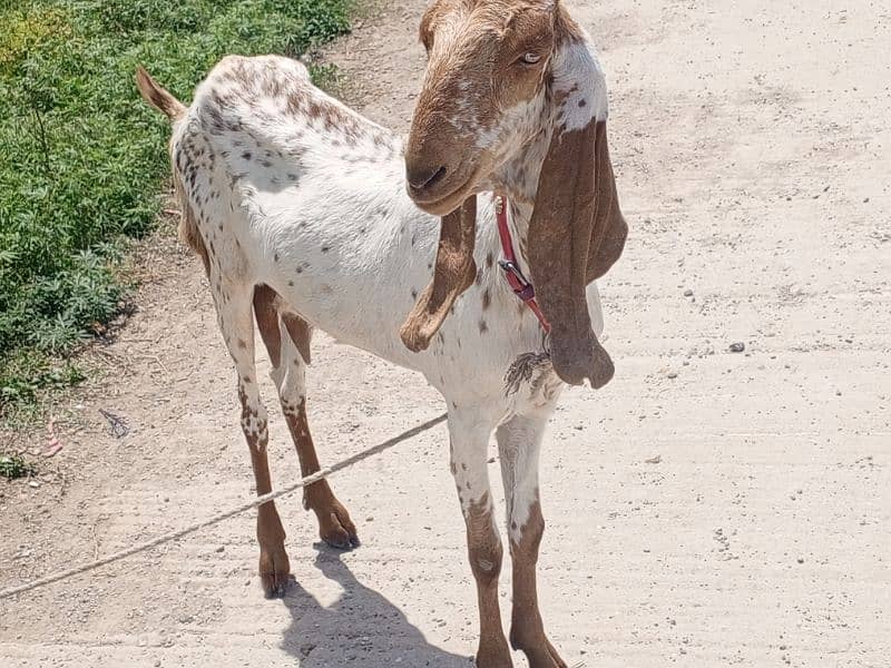 makhi cheeni / beetal / bakri / Gaban Goats / Goat for sale 5