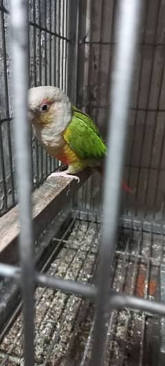 Pineapple Conure Red Factor Breeder Male