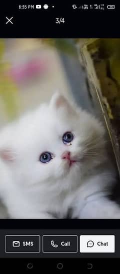 Persian kitten Triple coat available