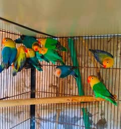 Parblue eno split birds. 0324 4333108 0