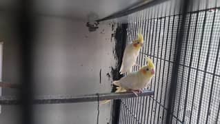 budgie pairs , cocktail pair , love birds pair , and cage