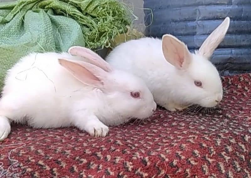 New Zealand white rabbits bunny 0