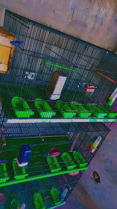 I am selling complete 3 sets of parrot /Birds cage/Pinjra 0