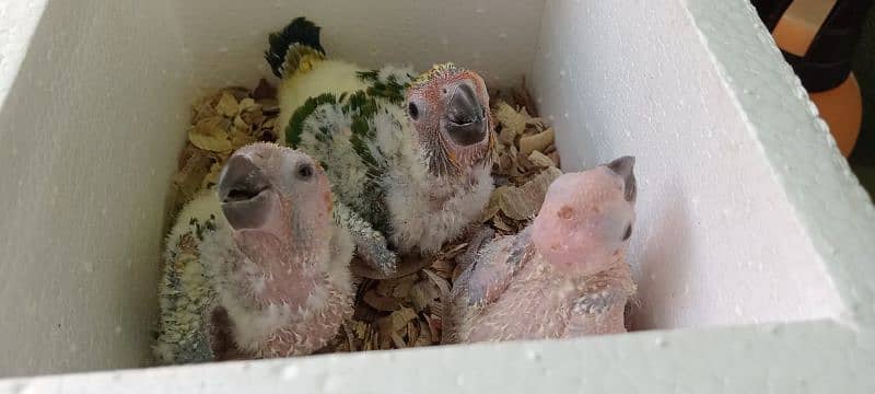 Suncanour 1 month chicks for sale 0