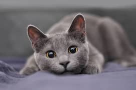 Grey Persian kitten  for sale