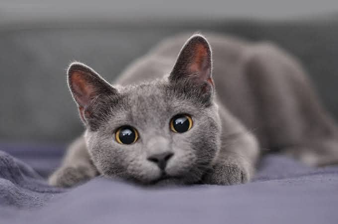 Grey Persian kitten  for sale 0