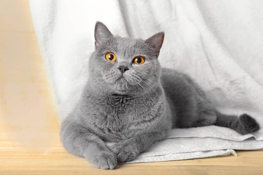 Grey Persian kitten  for sale 1