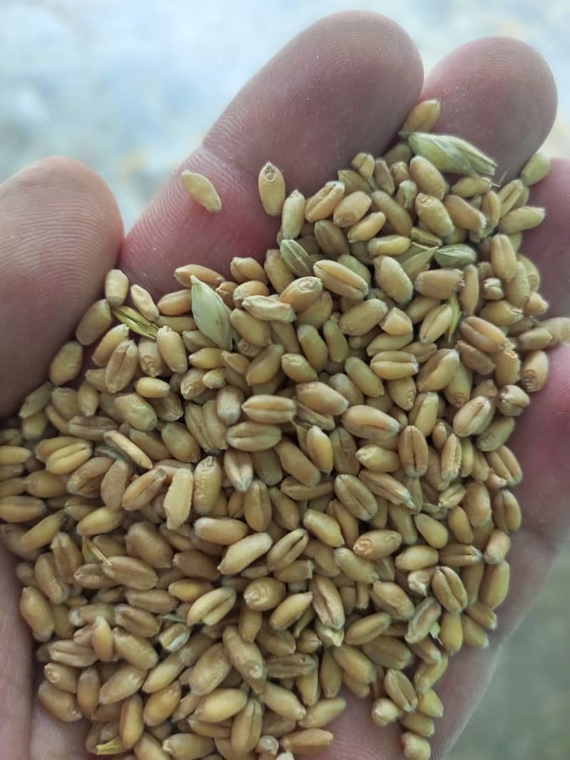 White Punjab wheat for sale on a reasonable price 4500 rupees per 40kg 0