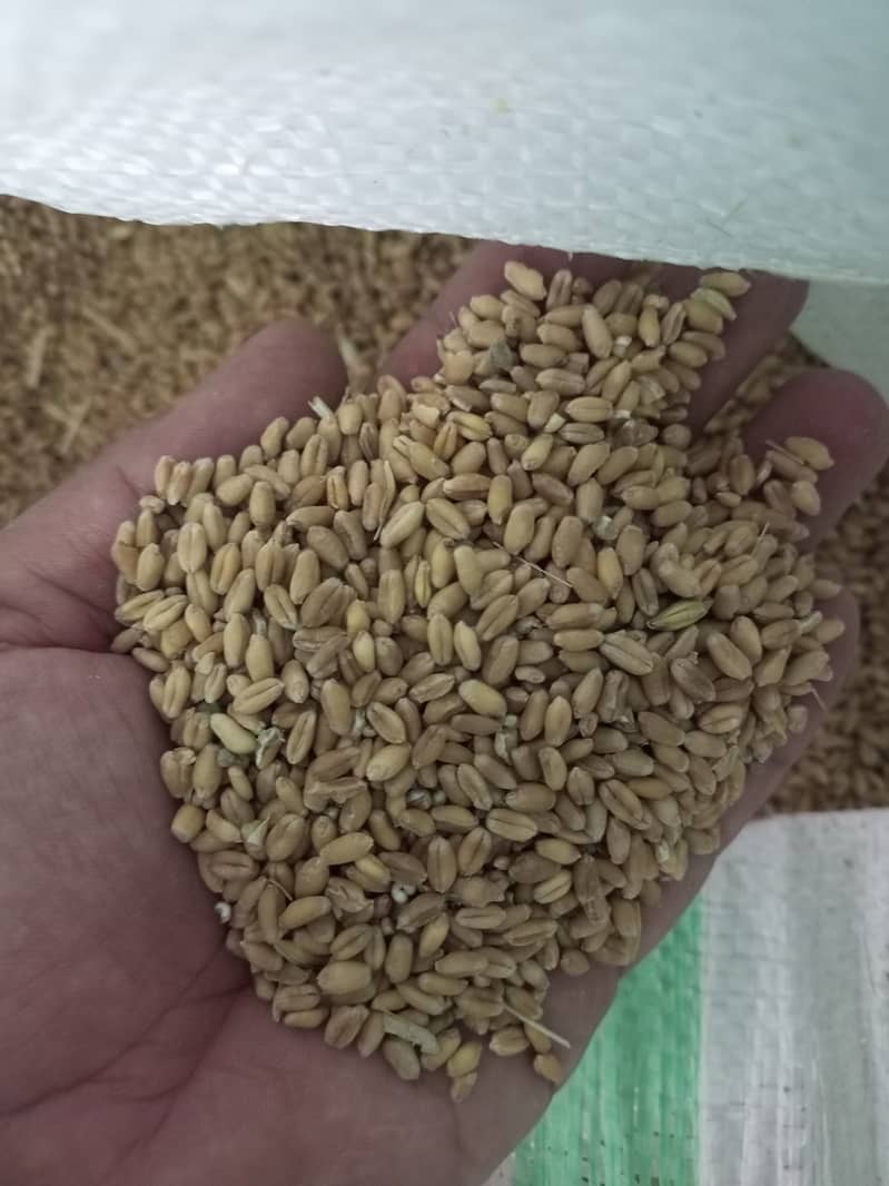 White Punjab wheat for sale on a reasonable price 4500 rupees per 40kg 1