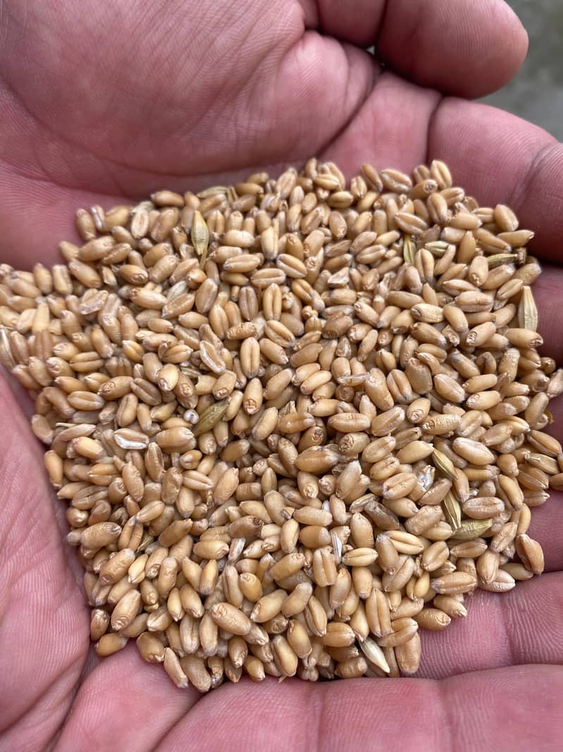 White Punjab wheat for sale on a reasonable price 4500 rupees per 40kg 3