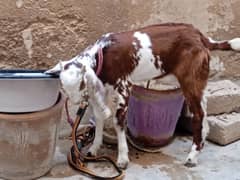 tapra goat for sale