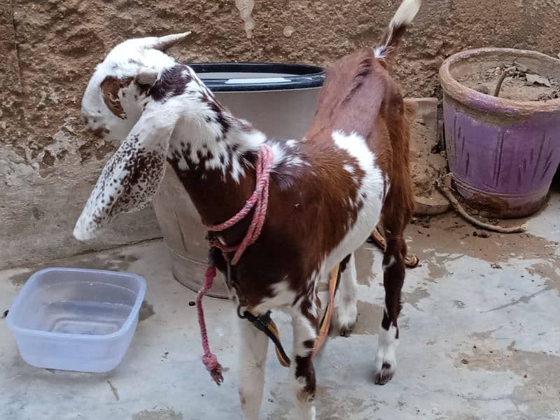 tapra goat for sale 1