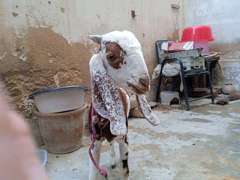 tapra goat for sale 3