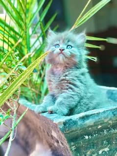 persian kitten (triple) coated 03427545980