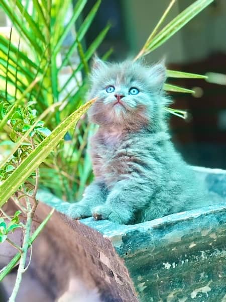persian kitten (triple) coated 03427545980 0