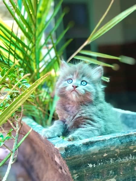 persian kitten (triple) coated 03427545980 2