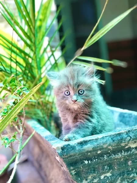 persian kitten (triple) coated 03427545980 4