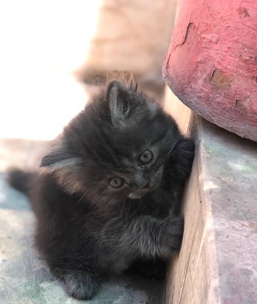 persian kitten (triple) coated 03427545980 5
