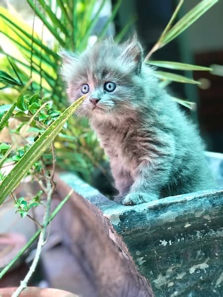 persian kitten (triple) coated 03427545980 6