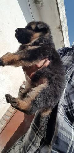German Shepherd puppies available for sale
