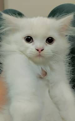 Persian Kittens White