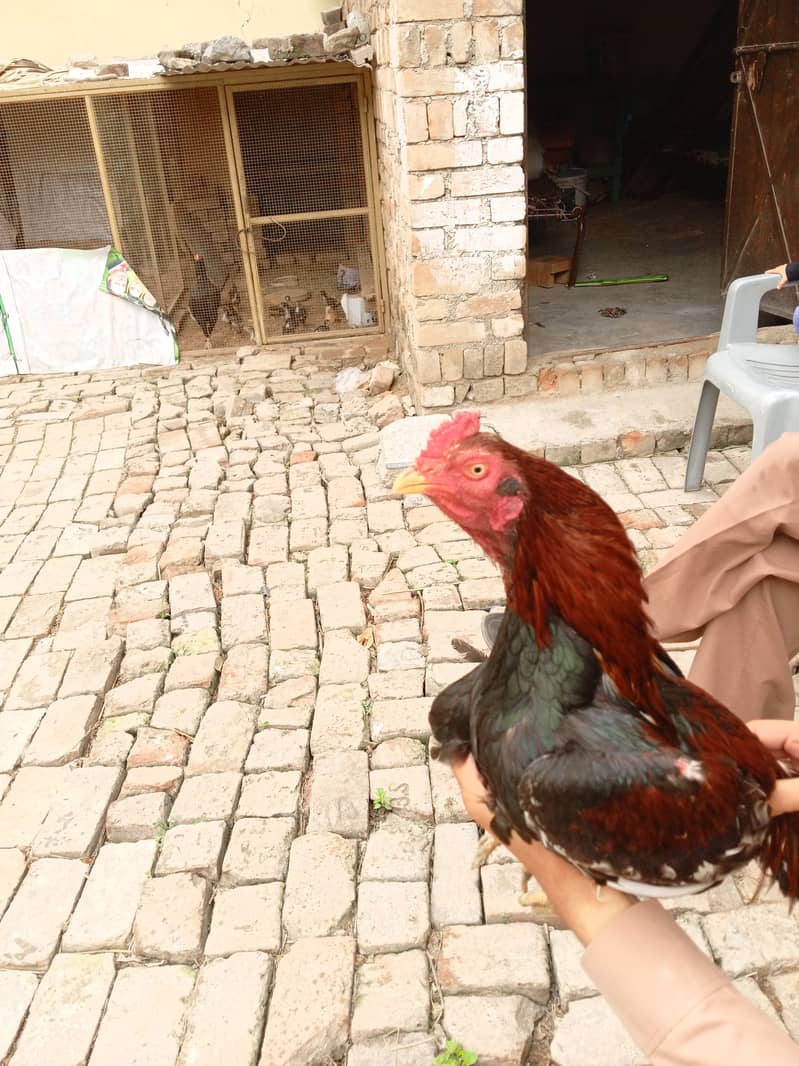 Aseel chick available for sale 9