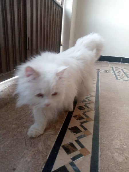 Exquisite Persian Cat: Your Perfect Companion for Elegance 4