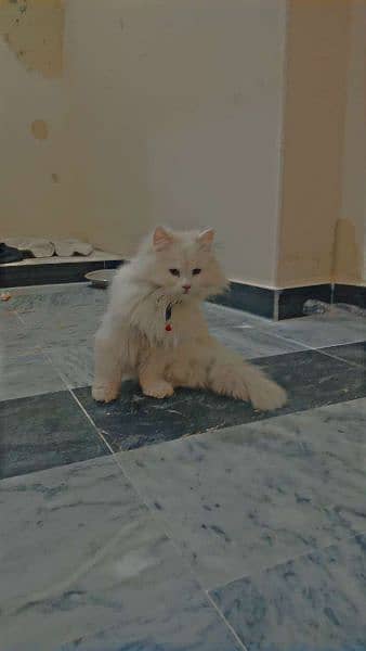 Exquisite Persian Cat: Your Perfect Companion for Elegance 5