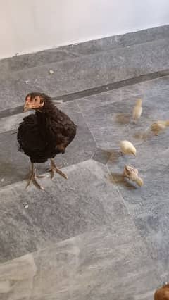 Aseel Hen 3 chicks.   03200438059