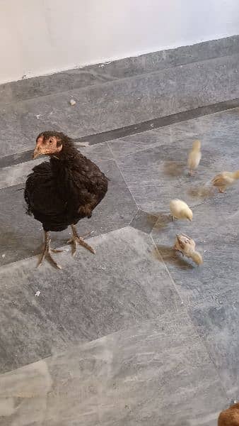 Aseel Hen 3 chicks.   03200438059 0