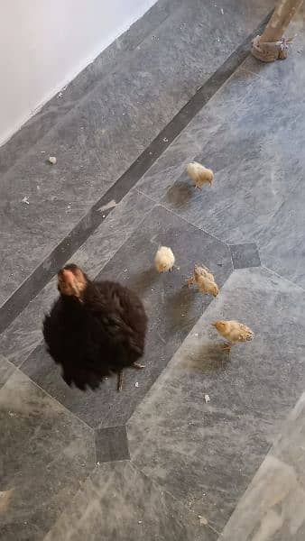 Aseel Hen 3 chicks.   03200438059 6