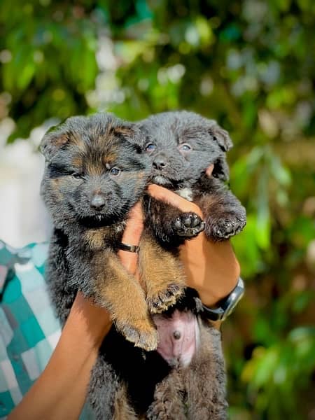 german shepherd puppies for sale 1