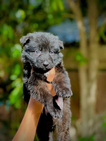 german shepherd puppies for sale 4