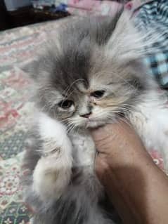 50 days Pure Persian Punch Face Female Kittan For Sale 03218126414