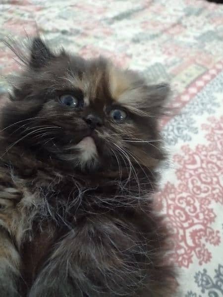 50 days Pure Persian Punch Face Female Kittan For Sale 03218126414 1