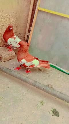 Lal khal gulldar pair + 2 peshori female +2 aseel breeder pair