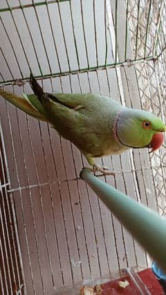 Green Ringneck & Big Cage 03462240565