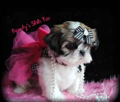 100% pure show class high quality shihtzu puppies available