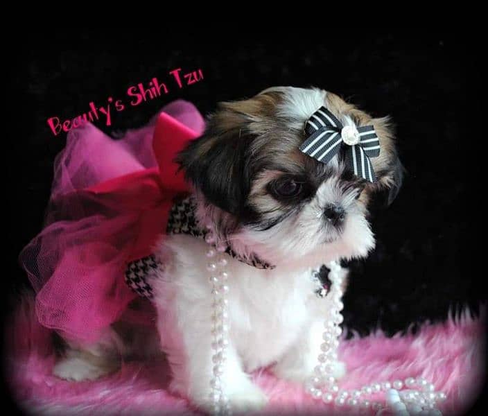 100% pure show class high quality shihtzu puppies available 0