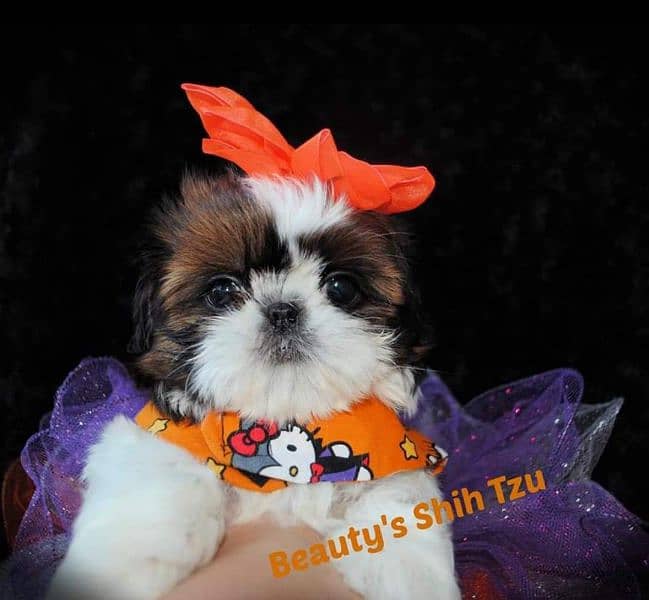 100% pure show class high quality shihtzu puppies available 1