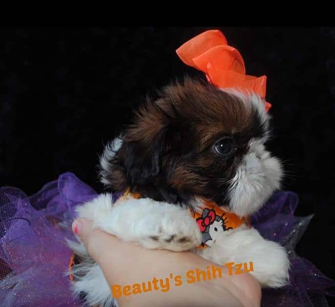 100% pure show class high quality shihtzu puppies available 3