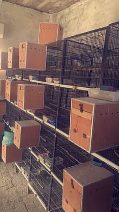 love birds cages for sale
