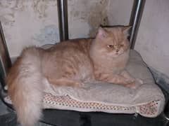 Russian cat. Long hair cat.