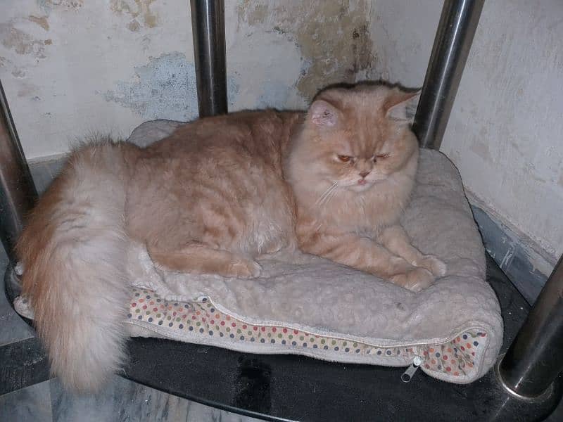 Russian cat. Long hair cat. 2
