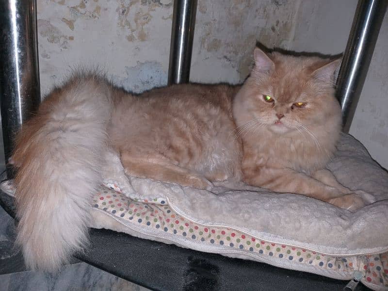 Russian cat. Long hair cat. 3